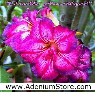 (image for) New Rare Adenium \'Double Amethyst\' 5 Seeds